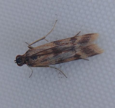 Homoeosoma sinuella 
