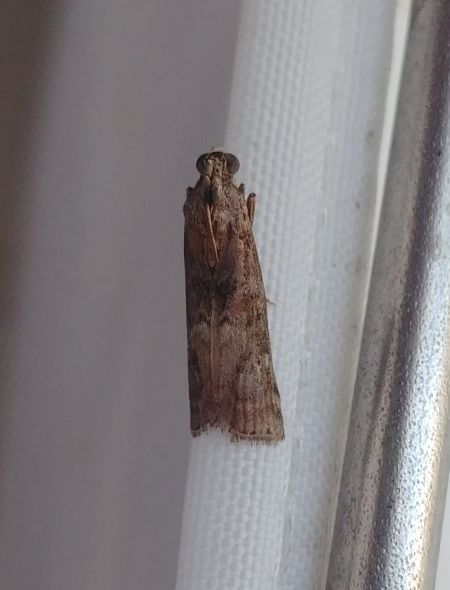 Phycita roborella 