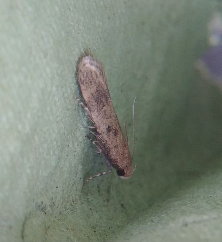 Pexicopia malvella 