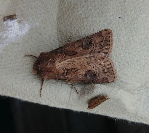 Noctuelle trapue 