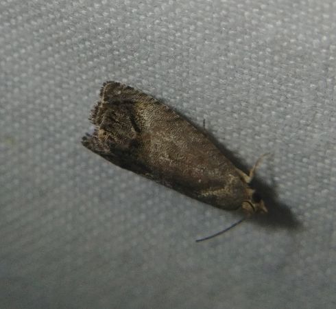 Cydia splendana 