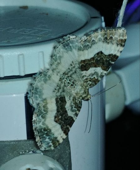 Epirrhoe rivata 