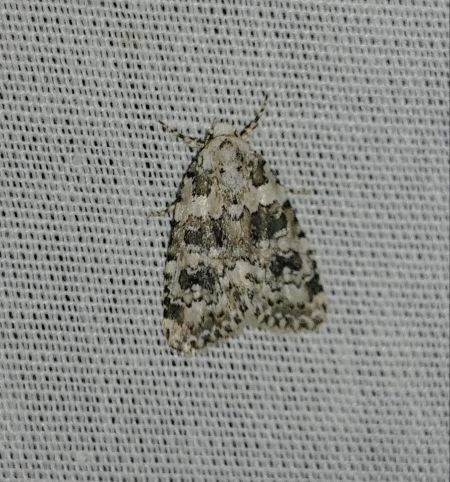 Bryophila domestica 
