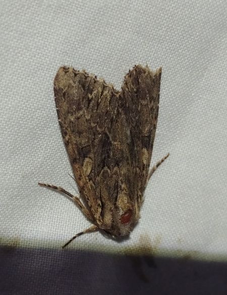 Apamea monoglypha 