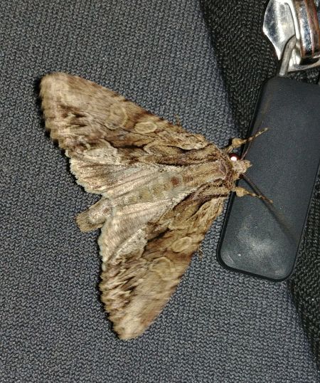 Apamea monoglypha 