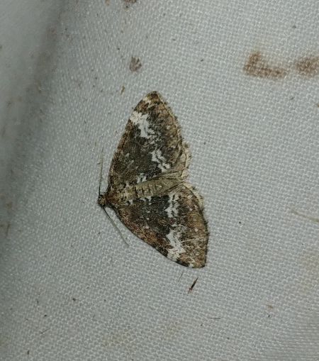 Perizoma alchemillata 