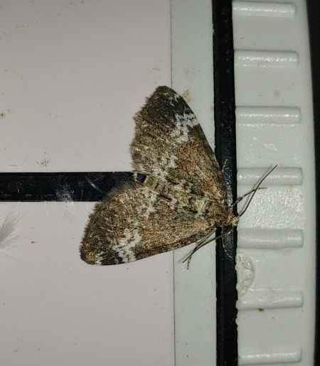 Perizoma alchemillata 