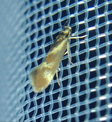 Metalampra sp. 