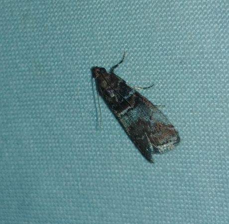 Acrobasis advenella 