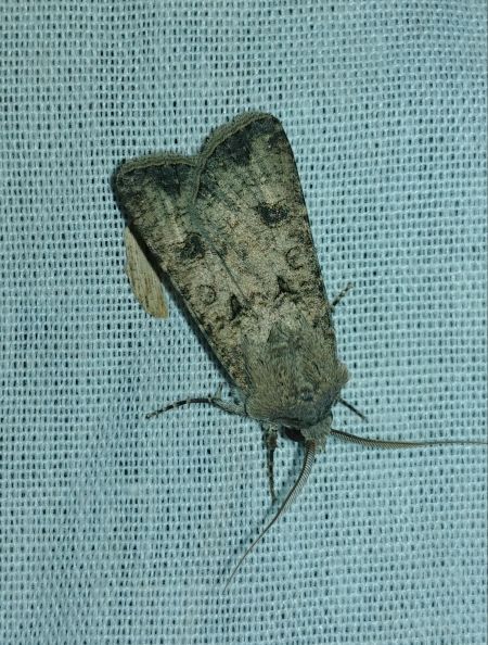 Noctuelle des moissons 
