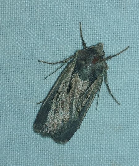 Euxoa obelisca 