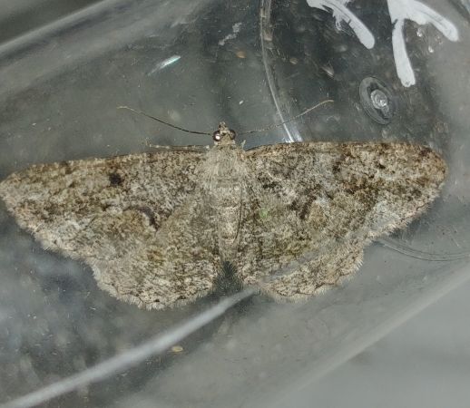 Peribatodes secundaria 