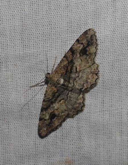 Alcis bastelbergeri 