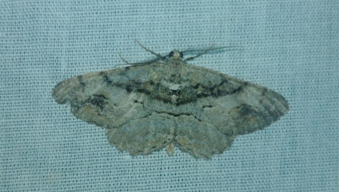 Alcis bastelbergeri 