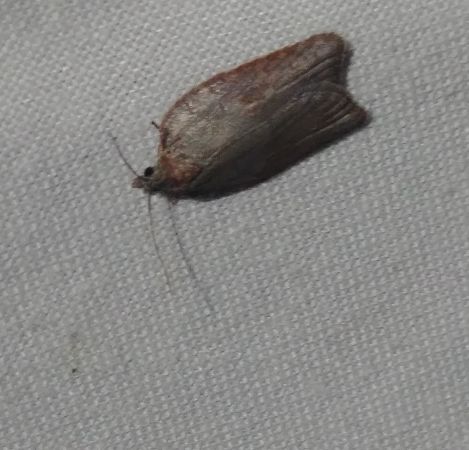 Acleris sparsana 