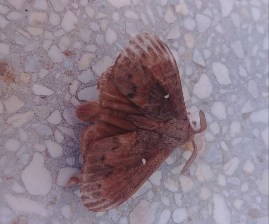 Bombyx du Pin 