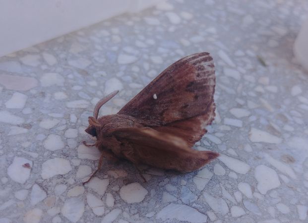 Bombyx du Pin 