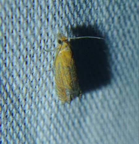 Eucosma sp. 