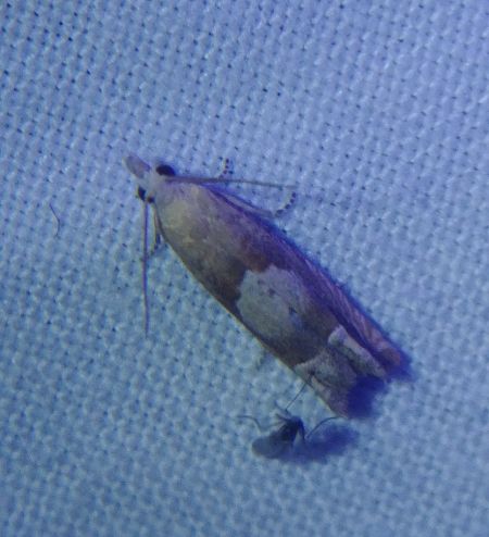 Eucosma sp. 
