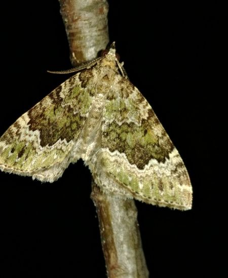 Colostygia olivata 