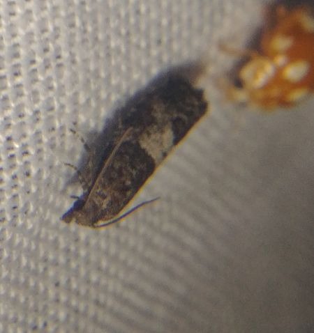 Spilonota laricana 
