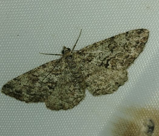 Peribatodes secundaria 