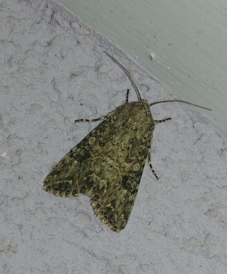 Noctuelle de l'ansérine 