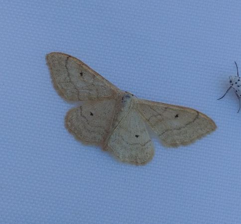 Idaea straminata 