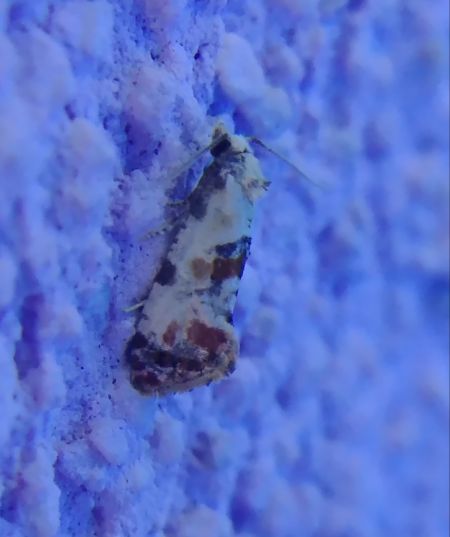 Cochylis hybridella 