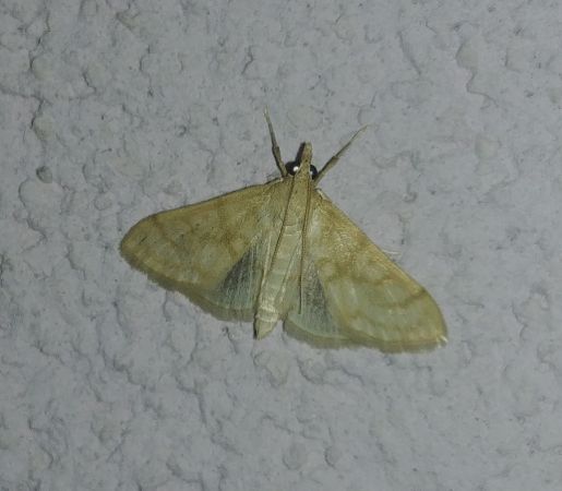 Paracorsia repandalis 