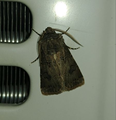 Noctuelle trapue 