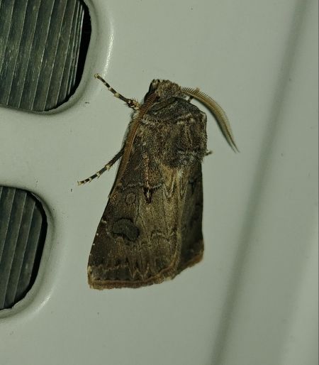 Noctuelle trapue 