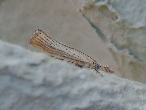 Agriphila straminella 