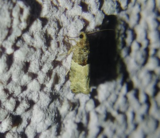 Gypsonoma aceriana 