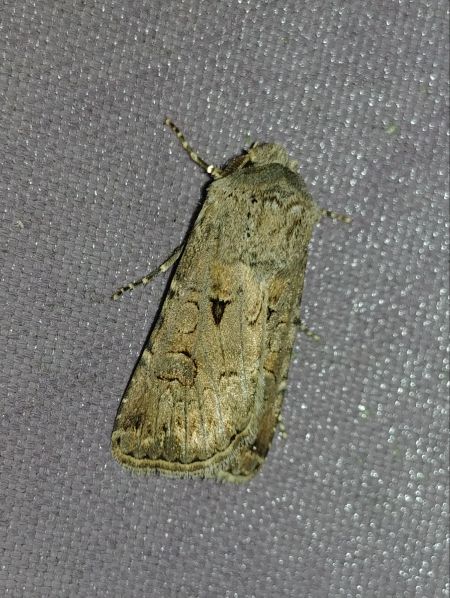 Noctuelle trapue 