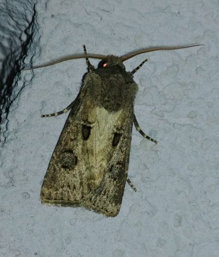 Noctuelle trapue 