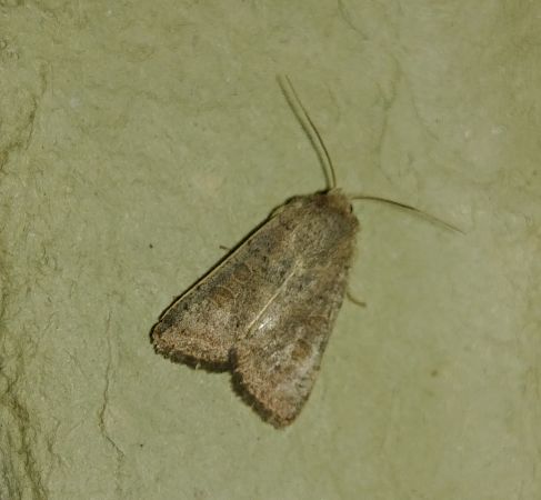Hoplodrina indéterminé 
