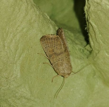 Hoplodrina indéterminé 