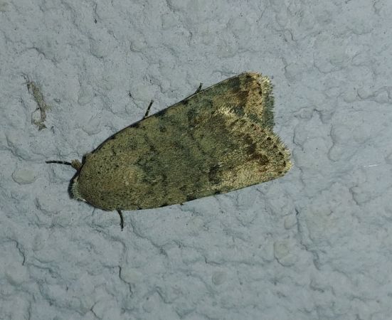 Caradrina clavipalpis 