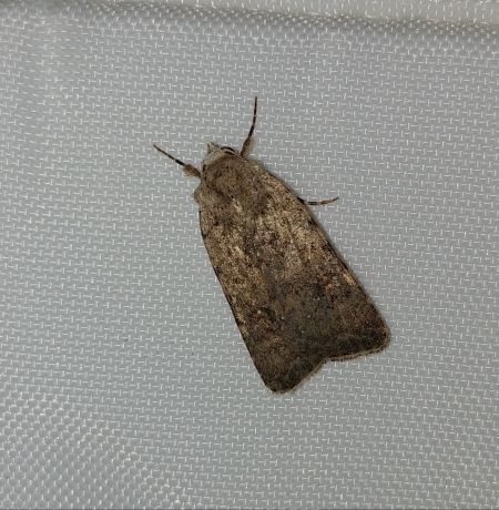 Caradrina clavipalpis 