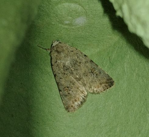 Caradrina clavipalpis 