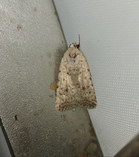 Caradrina clavipalpis 