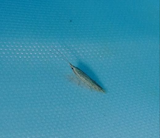 Coleophora indéterminé 