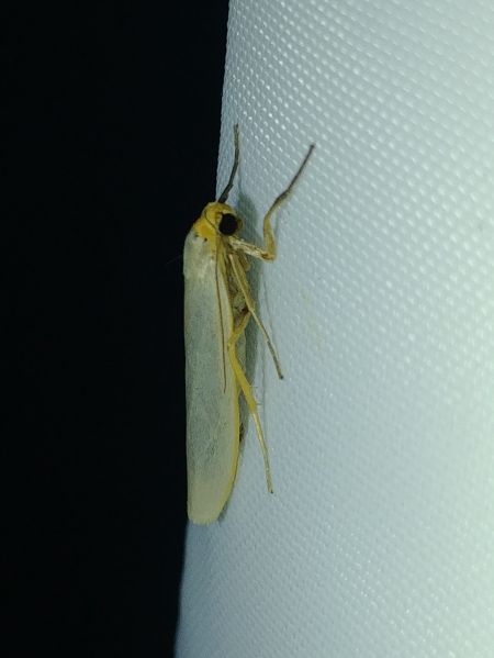 Lithosie aplatie (Manteau à tête jaune) 