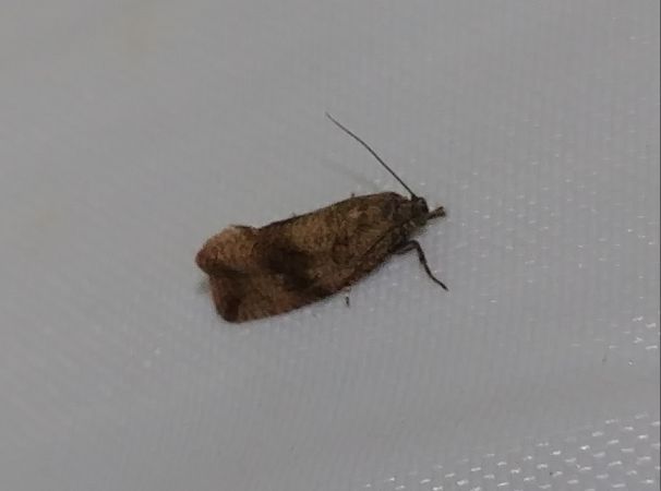Celypha striana 
