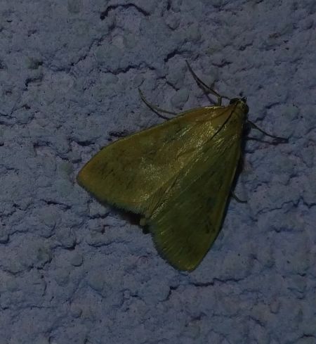 Mecyna flavalis 