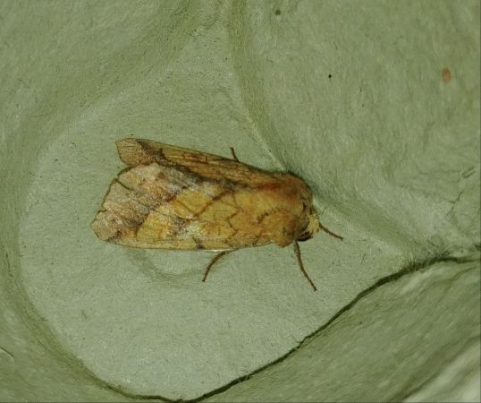 Pyrrhia umbra 