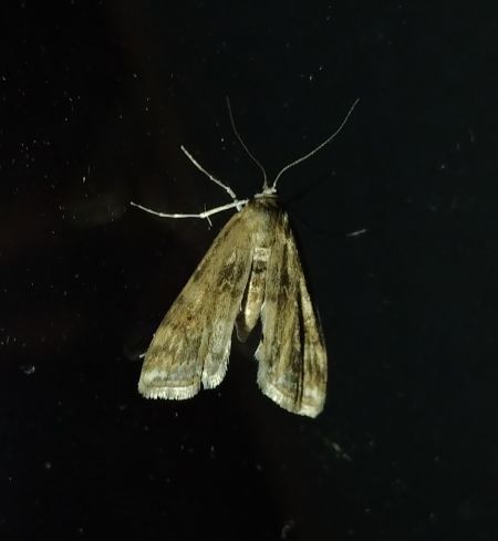 Hydrocampe de la Stratiote 