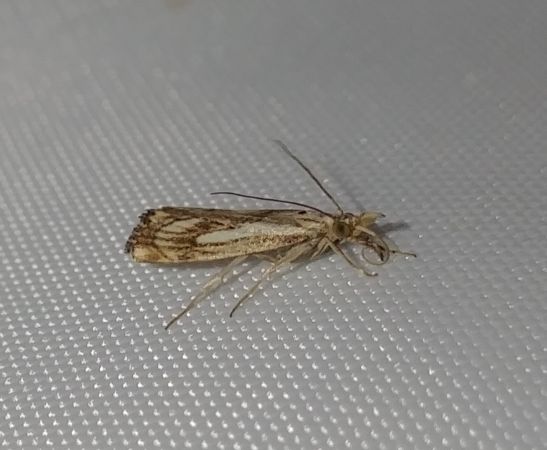 Catoptria falsella 