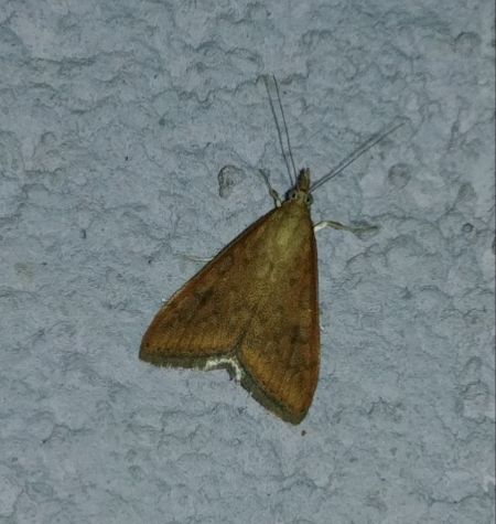 Udea ferrugalis 